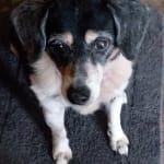 Will always use for Lady Jane