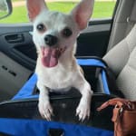 Vetmedin is literally a lifesaver!