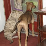 I will always use this product for my dogs.