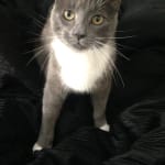 Great inhaler for my cat!