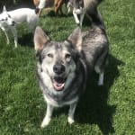 Really helpful to my dog.