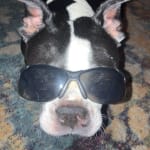 The ginger pumpkin cookies!