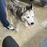 This medication did wonders for my pet