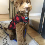 Only probiotic that works