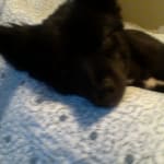 This product has truly been a good supplement for my dog.