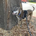 Normalized his stool!