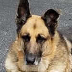 Has extended the life of our German Shepherd