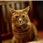 I would say it has improved our cat's asthma fits.