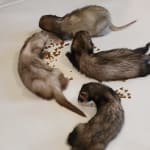 Ferrets LOVE these!