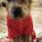 These ear drops helped Scooby with his ear pain.
