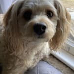 This medicine is helping my dog