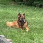 Life saver for pets with EPI