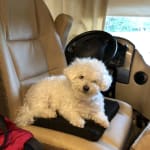 This insulin helped my dog.