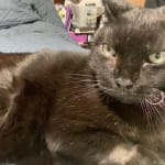 It is helping my pet