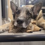 These wipes are healing her up faster then anything we used