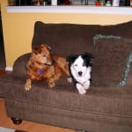 helps them get around much better so they can play