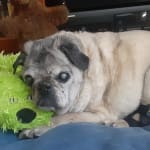 This medication helps prevent infections in his mouth.