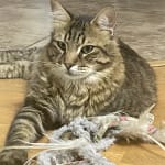 This medication helped my cat.