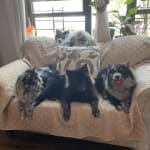 Best most affordable treatment