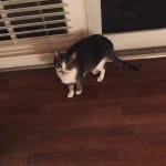 Azodyl. Med for cats with live bacteria!