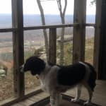 Affordable meds keep my dog moving!