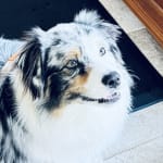 Really helped Snow's GI issues