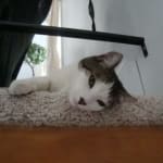 I have not used this product yet.