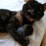 Thin needle, 3/4 length is best for our cat