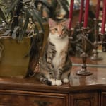 This helped Mimi my cat and helped me to clean hers eyes.