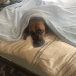 Helping keep Otis on track