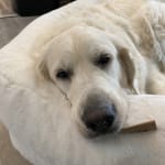 Easy to give to picky eaters