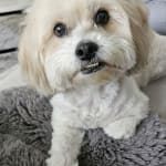 Hepato Support Helps
