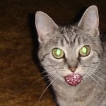 Great for cats with lessened kidney function