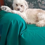 This med has been a big help for our dog