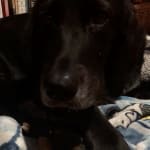 My dog ZuZu loves her Soft Rawhide Chews!