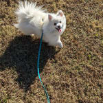 High reward treats that don't upset stomachs