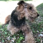 Quick Relief for stomach issues