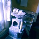 I prefer Terumo needles for use on my cat