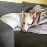 Bravecto is a quality product