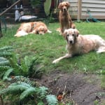 Rescue dog needs assistance with eyesight