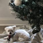 This medication 💊 is helping my pet. 🐾