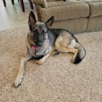Medication helped my GSD with EPI