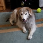 Repeat user, saved my dog's life