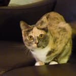 Yes I would buy again as it is prescribed for my sweet kitty