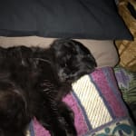 This medicine helps my pet