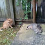 Best treatment for the price