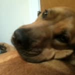 My 11 year old dog runs 3 miles a day!!!!