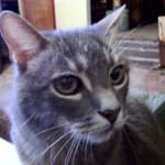 Sammie is 15 yrs old and has come down with chronic sinus...