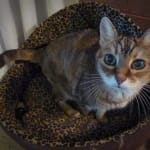 No more of vet's torture-needles