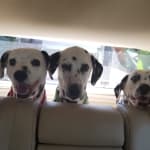 I will continue to buy this product again and again